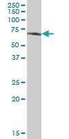 Anti-GPC5 Mouse Polyclonal Antibody