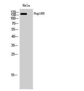 Anti-NUP160 antibody