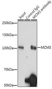 Immunoprecipitation analysis of 300 µg extracts of HeLa cells using 3 µg of Anti-MCM3 Antibody [ARC0607] (A306905) This Western blot was performed on the immunoprecipitate using Anti-MCM3 Antibody [ARC0607] (A306905) at a dilution of 1:1000