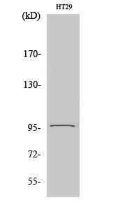 Western blot analysis of various cells using Anti-PSMD2 Antibody