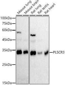 Antibody A306907-100 100 µl