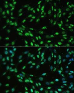 Immunofluorescence analysis of NIH-3T3 cells using Anti-UAP56 Antibody (A12241) at a dilution of 1:100 (40x lens). DAPI was used to stain the cell nuclei (blue).