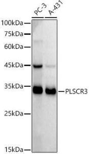 Antibody A306907-100 100 µl