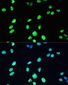 Immunofluorescence analysis of U-2 OS cells using Anti-UAP56 Antibody (A12241) at a dilution of 1:100 (40x lens). DAPI was used to stain the cell nuclei (blue).