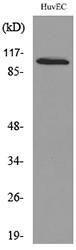 Western blot analysis of lysate from HUVEC cells using Anti-NFATC1 Antibody