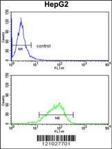 Anti-Glycerol-3-Phosphate Dehydrogenase Rabbit Polyclonal Antibody (FITC (Fluorescein))