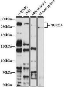 Anti-NUP214 Rabbit Polyclonal Antibody