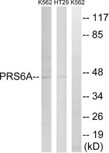 Western blot analysis of lysates from K562 and HT-29 cells using Anti-PRS6A Antibody. The right hand lane represents a negative control, where the Antibody is blocked by the immunising peptide