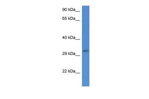 Anti-UBXN2A Rabbit Polyclonal Antibody