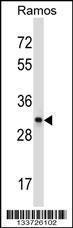 Anti-CD27 Rabbit Polyclonal Antibody (APC (Allophycocyanin))