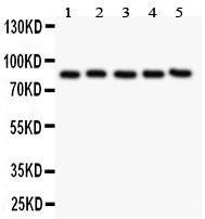 Anti-PECAM-1/CD31 Polyclonal Antibody