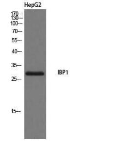 Western blot analysis of HepG2 cells using Anti-IBP1 Antibody