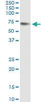 Anti-GPC5 Mouse Monoclonal Antibody [clone: 1C9]