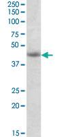 Anti-GNAS Goat Polyclonal Antibody