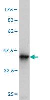 Anti-BATF Mouse Monoclonal Antibody [clone: 8A12]