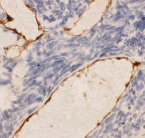 Anti-PECAM-1/CD31 Polyclonal Antibody