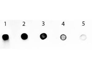 Anti-IgG Rabbit polyclonal antibody (AP (Alkaline Phosphatase))