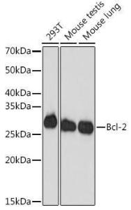 Western blot analysis of extracts of various cell lines, using Anti-Bcl-2 Antibody [ARC0173] (A306910) at 1:1,000 dilution