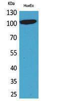 Western blot analysis of HuvEc cells using Anti-NFATC1 Antibody