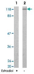 Anti-GRIN1 Rabbit Polyclonal Antibody