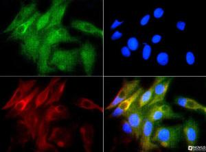 Anti-HMOX1 Rabbit Polyclonal Antibody