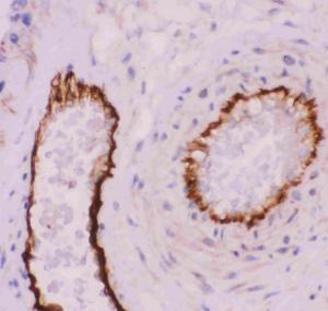 Anti-PECAM-1/CD31 Polyclonal Antibody