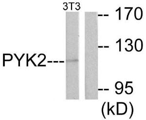 Anti-PYK2 Rabbit Polyclonal Antibody