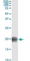 Anti-BATF Antibody Pair