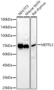 Anti-METTL3 Rabbit Polyclonal Antibody