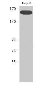 Western blot analysis of various cells using Anti-VEGFR2 (phospho Tyr1214) Antibody