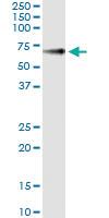 Anti-GPC5 Mouse Monoclonal Antibody [clone: 1B8]