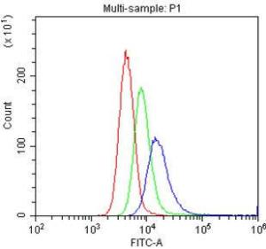 Anti-PECAM-1/CD31 Polyclonal Antibody