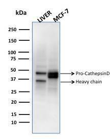 Western blot analysis of human liver tissue and MCF-7 cell lysates using Anti-Cathepsin D Antibody [CTSD/3275]