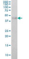 Anti-IKBKG Mouse Monoclonal Antibody [clone: 4G9]