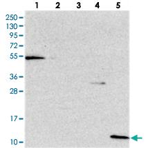 Anti-CRIP1 Rabbit Polyclonal Antibody