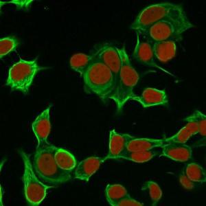 Immunofluorescent analysis of MCF-7 cells stained with Anti-Cytokeratin 8 Antibody [H1] followed by Goat Anti-Mouse IgG (CFand#174; 488) (Green). The nuclear counterstain is RedDot (Red)