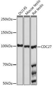 Western blot analysis of extracts of various cell lines, using Anti-Cdc27 Antibody [ARC1947] (A308077) at 1:1,000 dilution. The secondary antibody was Goat Anti-Rabbit IgG H&L Antibody (HRP) at 1:10,000 dilution.