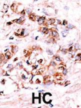 Anti-DUSP15 Rabbit Polyclonal Antibody