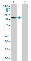 Anti-STK11 Mouse Polyclonal Antibody