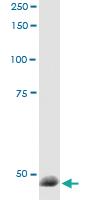 Anti-RBFOX2 Polyclonal Antibody Pair