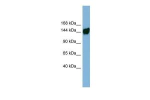 Anti-AASDH Rabbit Polyclonal Antibody