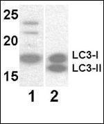 Anti-MAP1LC3A Mouse Monoclonal Antibody (HRP (Horseradish Peroxidase)) [clone: 166AT1234]