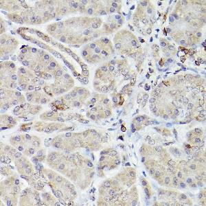 Immunohistochemistry analysis of paraffin-embedded human normal pancreas using Anti-Bcl-2 Antibody [ARC0173] (A306910) at a dilution of 1:100 (40X lens). Perform high pressure antigen retrieval with 10 mM citrate buffer pH 6.0 before commencing with IHC staining protocol