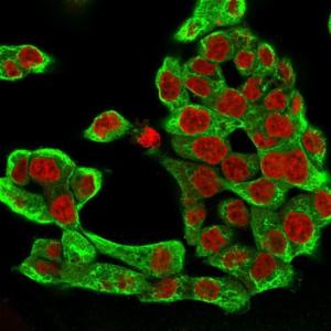 Immunofluorescent analysis of HCT116 cells stained with Anti-Cytokeratin 8 Antibody [H1] followed by Goat Anti-Mouse IgG (CFand#174; 488) (Green). The nuclear counterstain is RedDot (Red)