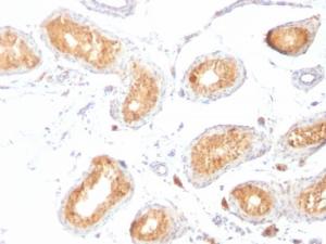 Immunohistochemical analysis of formalin-fixed, paraffin-embedded human testis using Anti-Melanoma gp100 Antibody [HMB45]