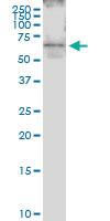 Anti-HCRTR2 Rabbit Polyclonal Antibody