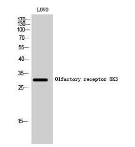 Anti-OR8K3 Rabbit Polyclonal Antibody