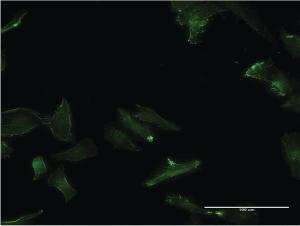 Anti-GPC5 Mouse Monoclonal Antibody [clone: 1B8]