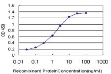 Anti-IKBKG Mouse Monoclonal Antibody [clone: 4G9]