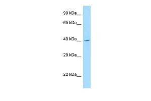 Anti-ANGPTL5 Rabbit Polyclonal Antibody